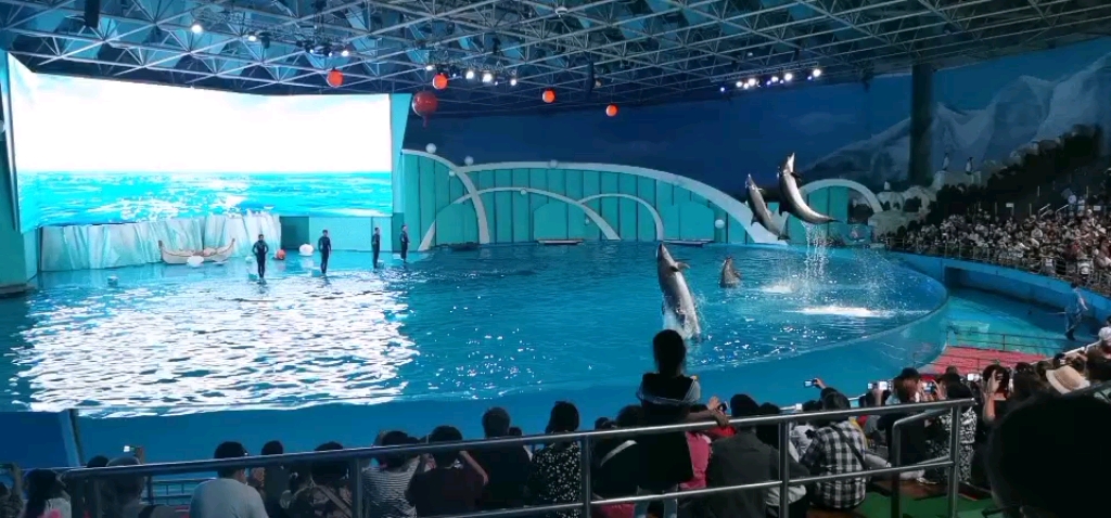 青岛极地海洋公园 海豚表演
