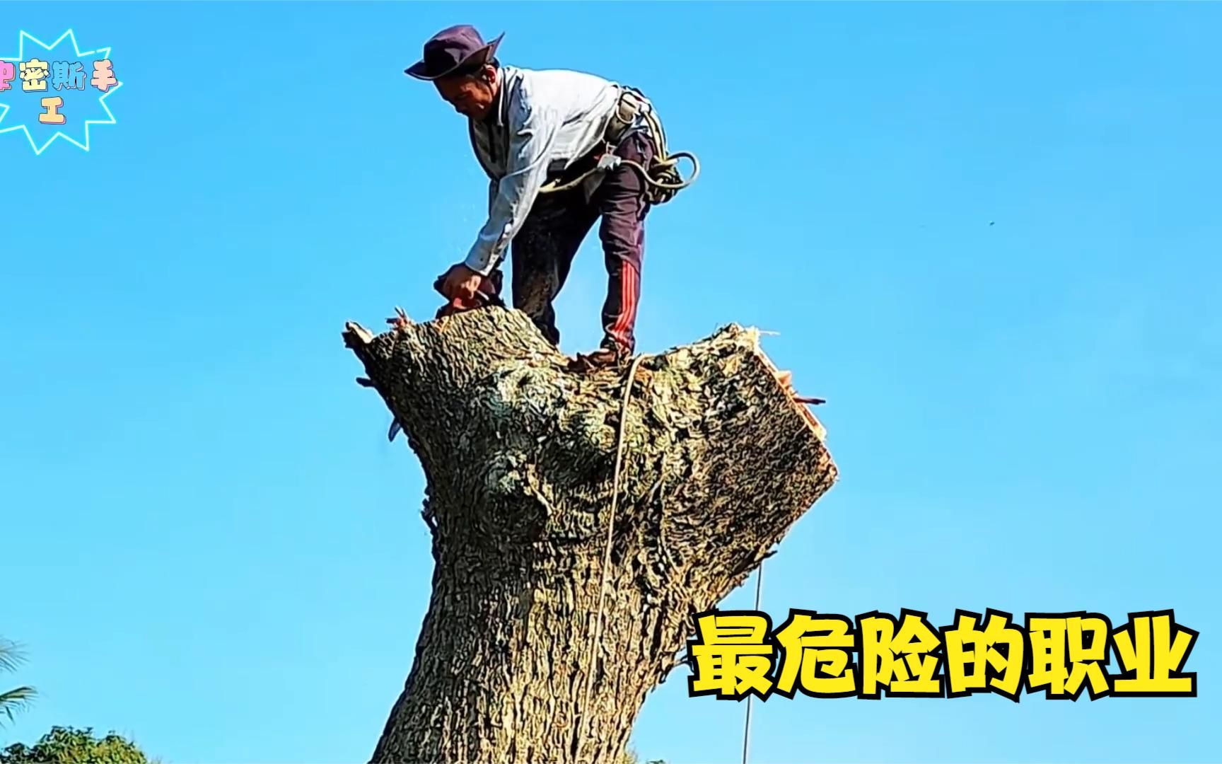 伐木工是最危险的职业,砍伐黄花梨全过程,他们是用生命在砍树