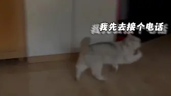 “猫咪的倒霉瞬间”