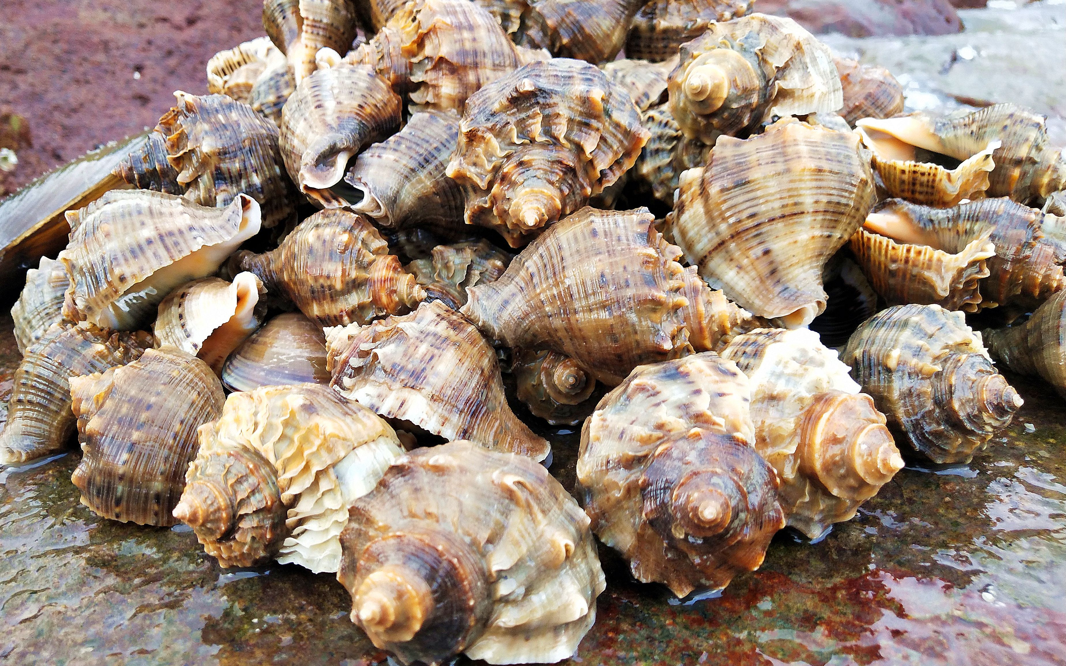 凌晨赶海人少海鲜多,遍地海蛎螺和花盖蟹,3小时捡8斤满满一桶