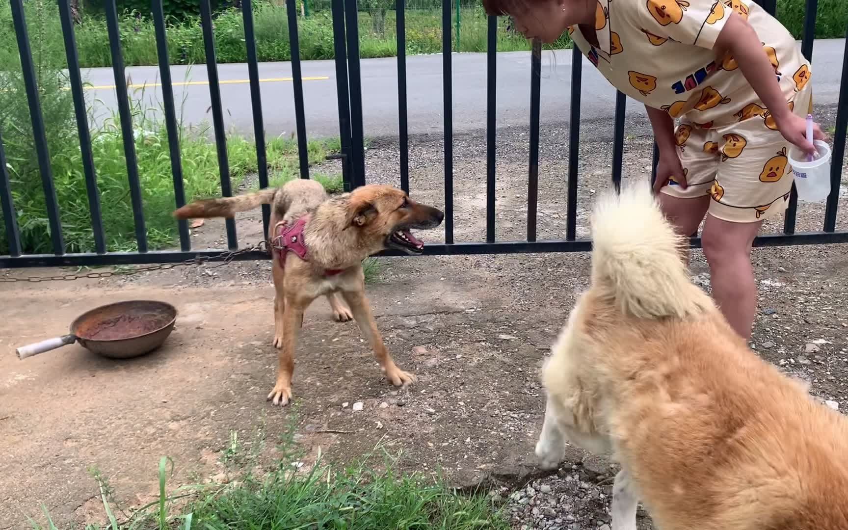 [图]大黄狗和秋田犬疯狂撕咬，女主用铁锹阻止狗狗打架，太激烈了