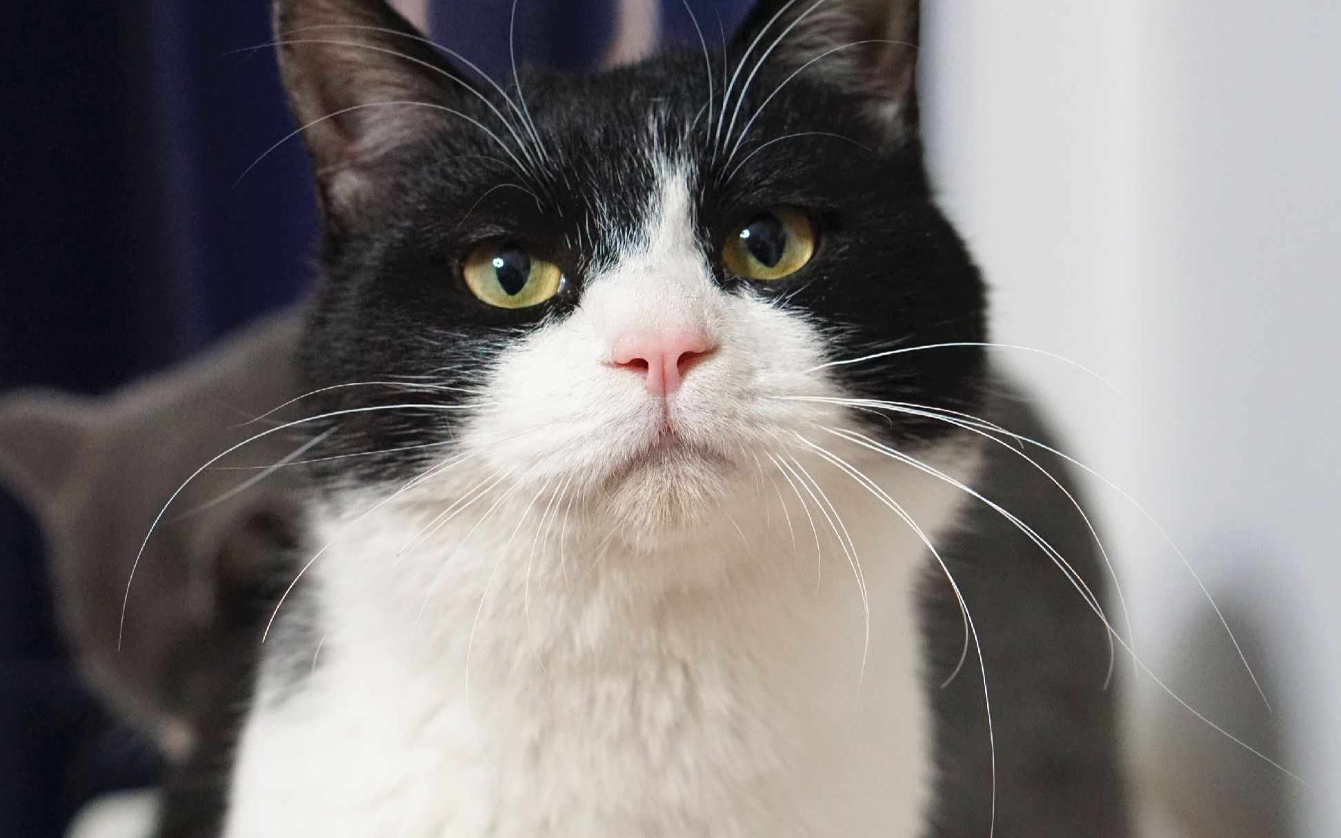 话唠奶牛猫陪主人聊天,猫帅声甜,比男朋友还会哄人开心