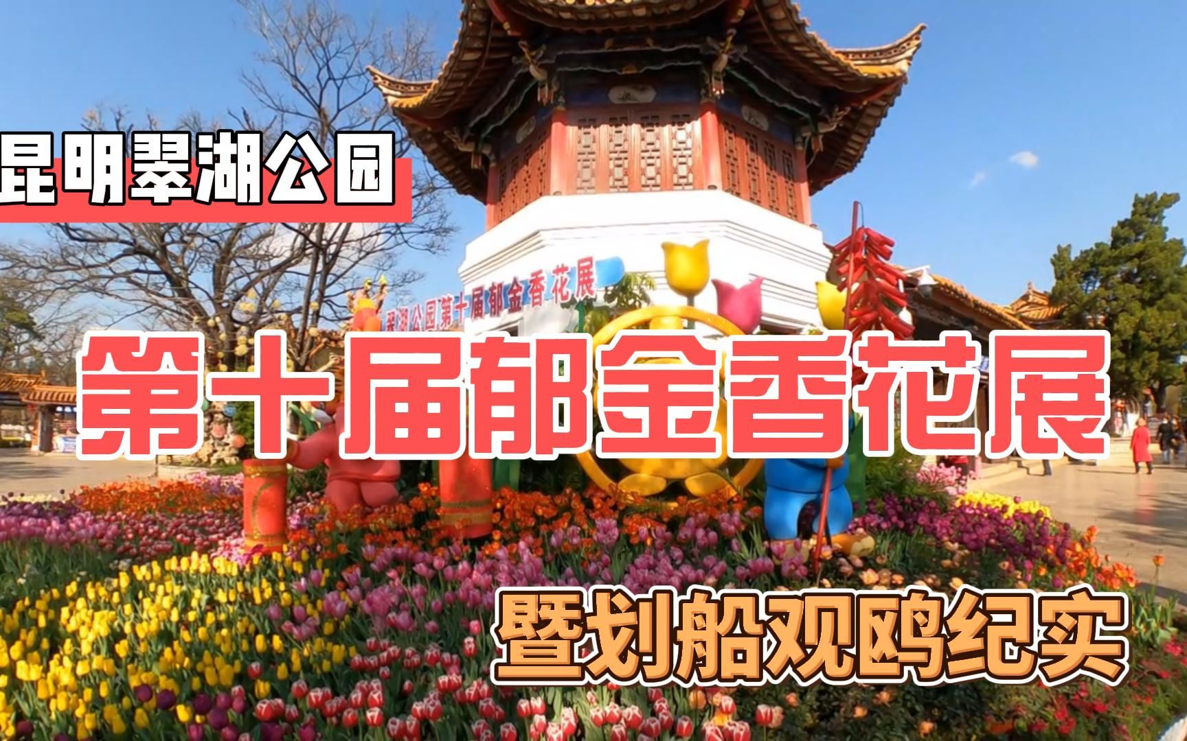 翠湖公园第十届郁金香节暨划船观鸥哔哩哔哩bilibili