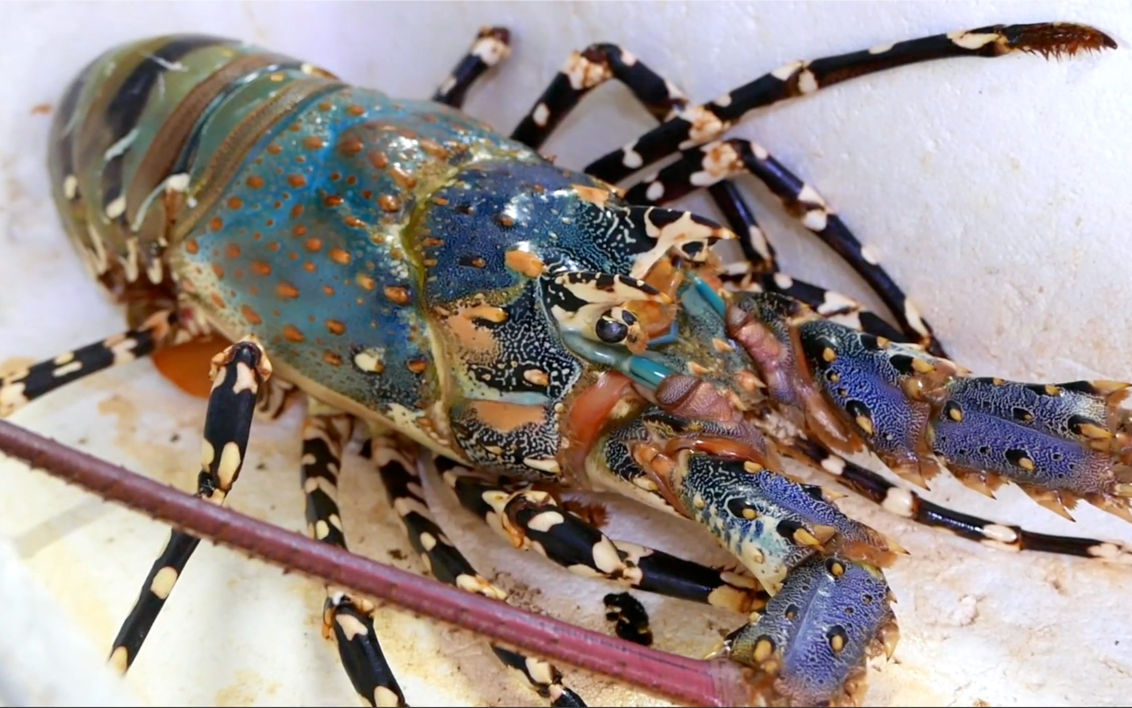 在日本70000日元一只的彩虹龙虾刺身