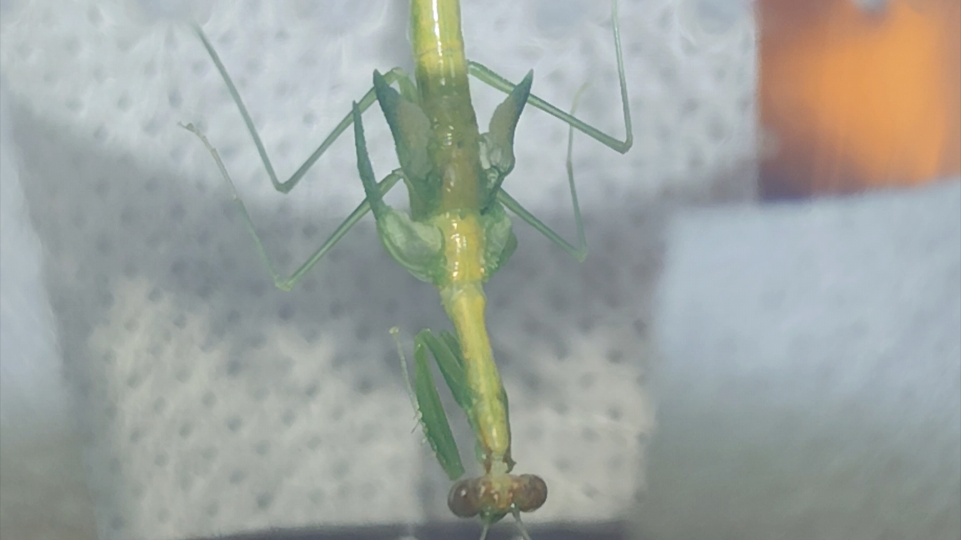 螳螂羽化,省流:歪瓜裂枣