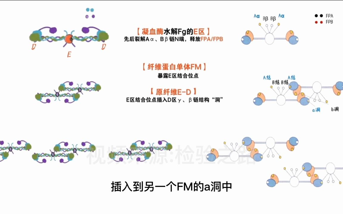 纤维蛋白形成(2)纤维蛋白哔哩哔哩bilibili