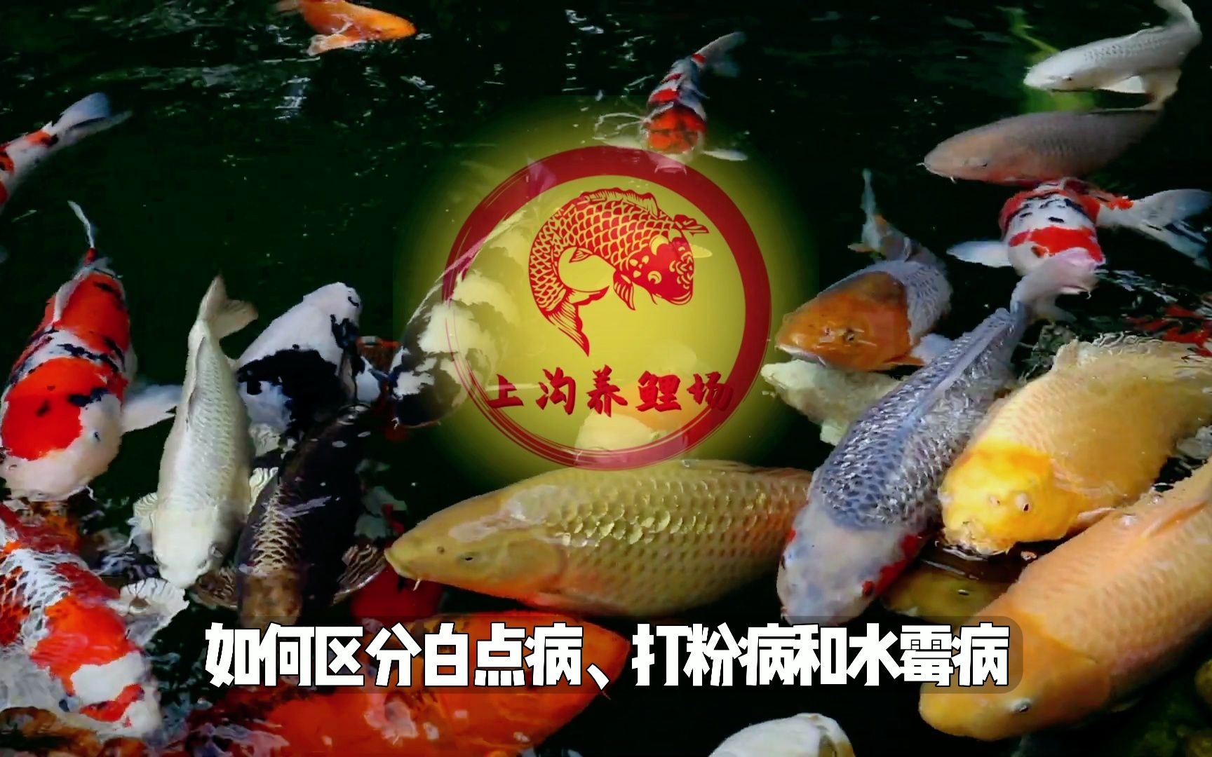 锦鲤的白点病,打粉病和水霉病如何区分呢?这个视频教会你!