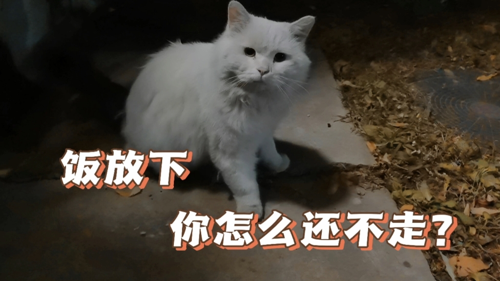 流浪猫:我只是来吃饭的,你休想得到我!哔哩哔哩bilibili