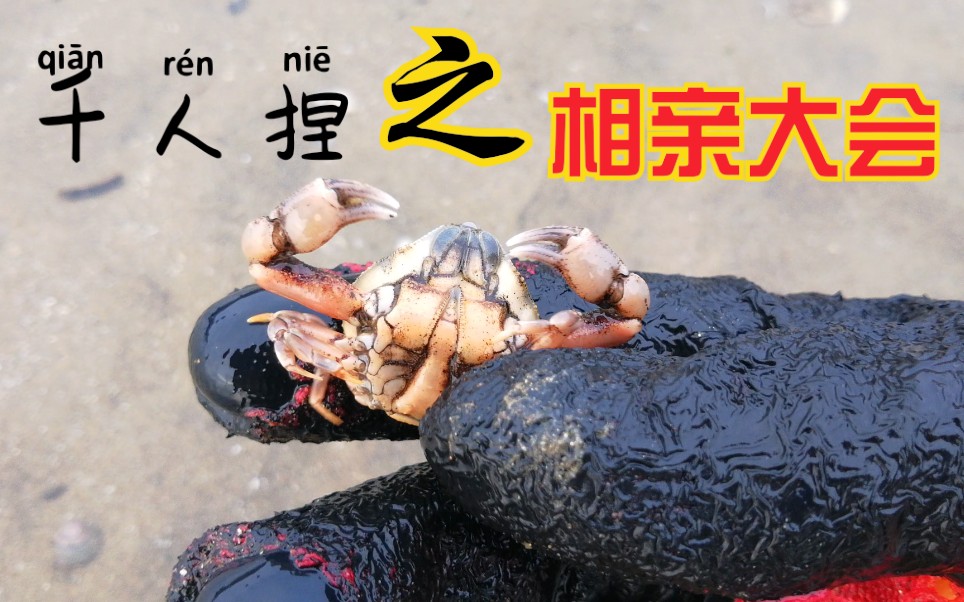 老尹赶海千人捏的姻缘一线牵奈何单身怯场钻黄沙这个傻蟹