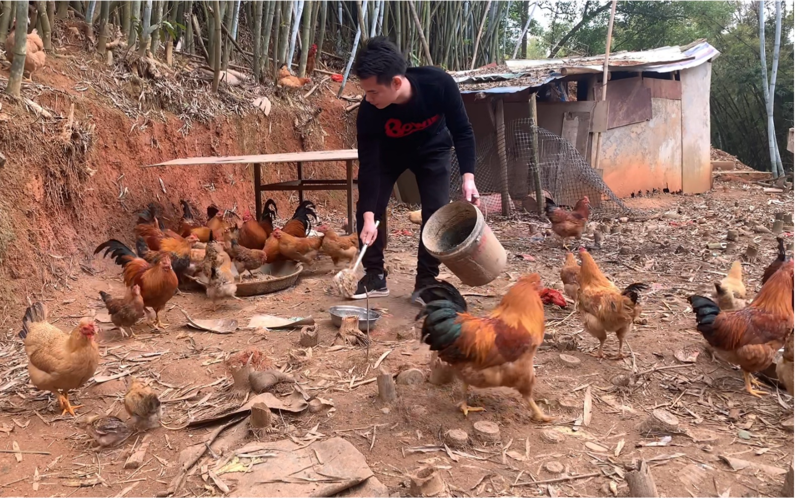 在农村里喂鸡,必须要懂得说暗语.