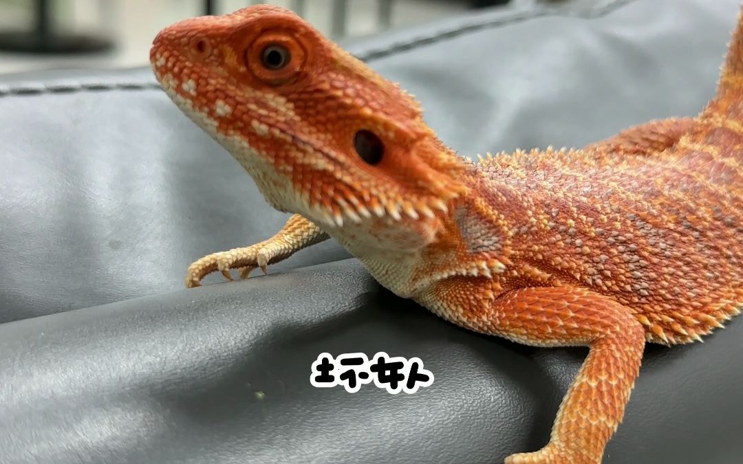 大家看我的屁股好翘呀,腿腿也好长呀,想摸不#爬宠 #蜥蜴 #鬃狮蜥 #异