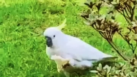 澳洲野生葵花凤头鹦鹉cacatua 随处可见 成群结队 啄食未成熟的果实 是公园的景 农场的害 哔哩哔哩 つロ干杯 Bilibili