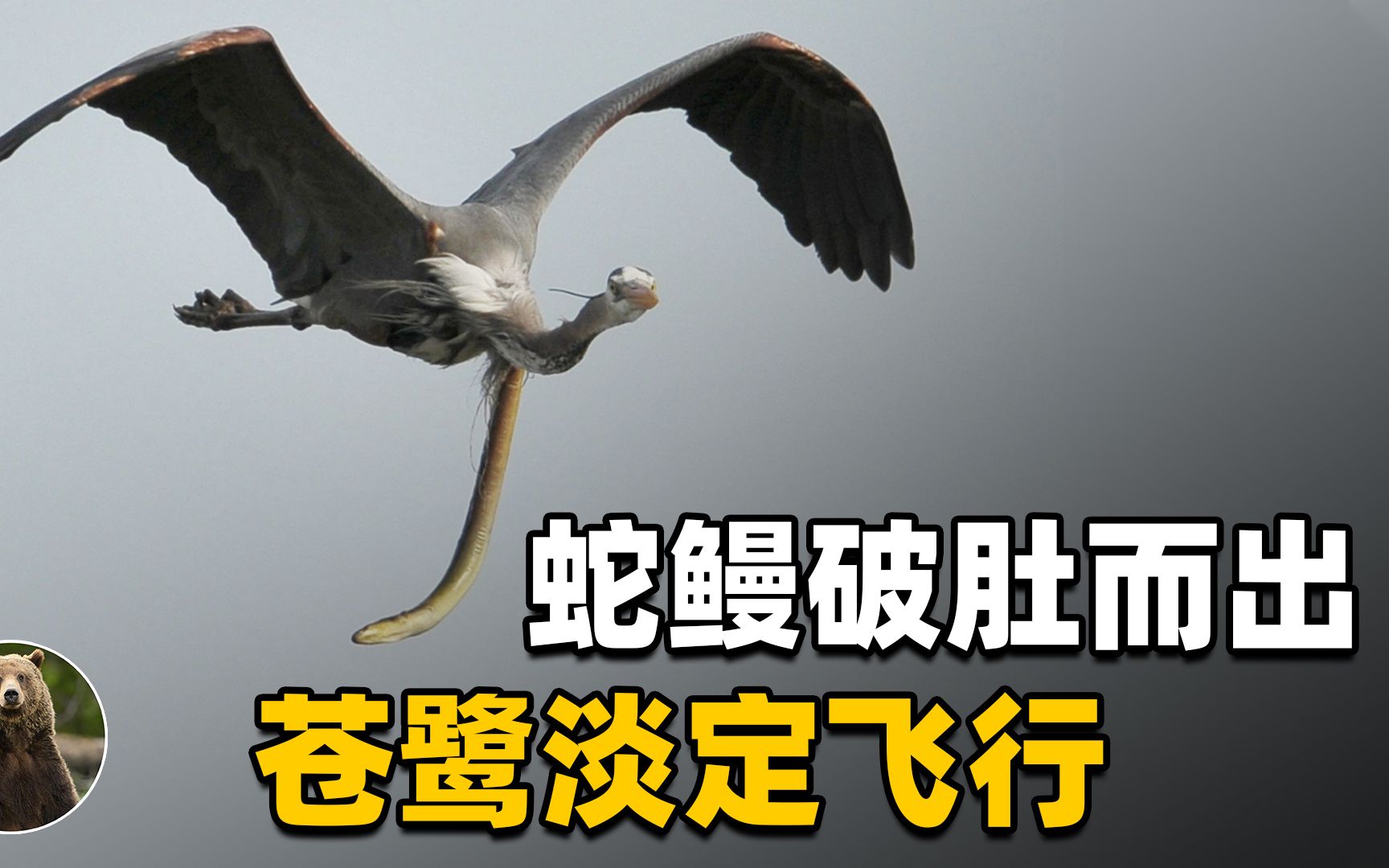 蛇鳗被苍鹭活吞后,破肚而出,苍鹭仍淡定飞翔,最后怎么样了?