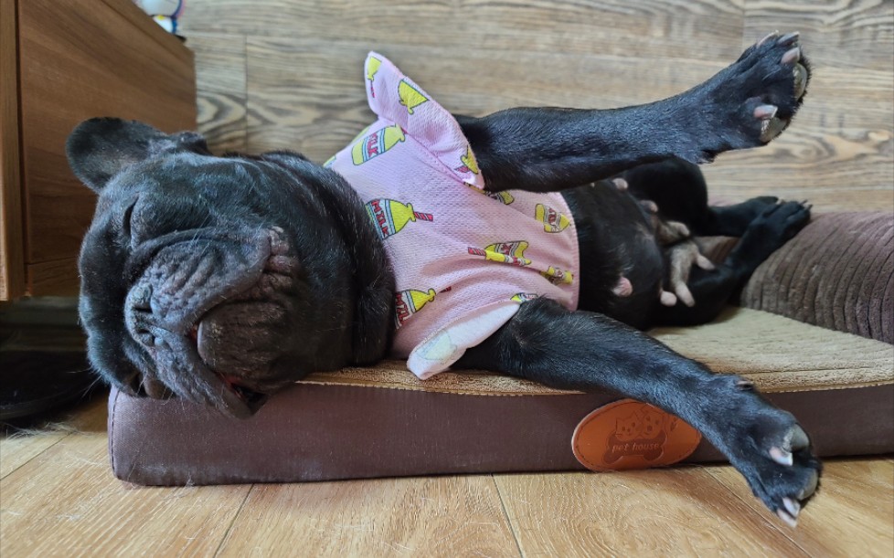 一只睡的很沉的黑狗