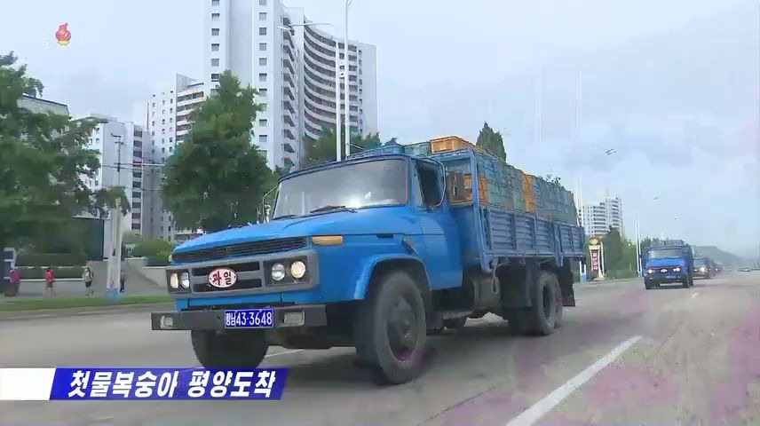 朝鲜各地今年第一批鲜桃运抵首都