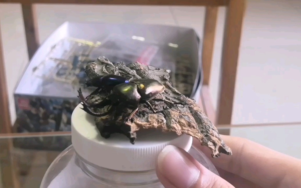 【印尼金锹】大自然的精灵,梦幻色彩的甲虫_哔哩哔哩 (゜-゜)つロ