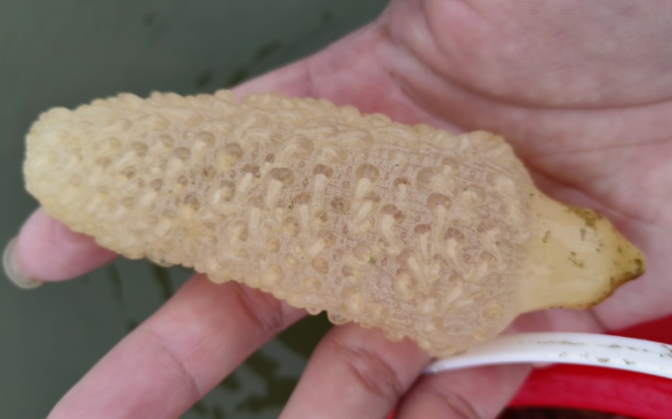 赶海捡到一个海玉米