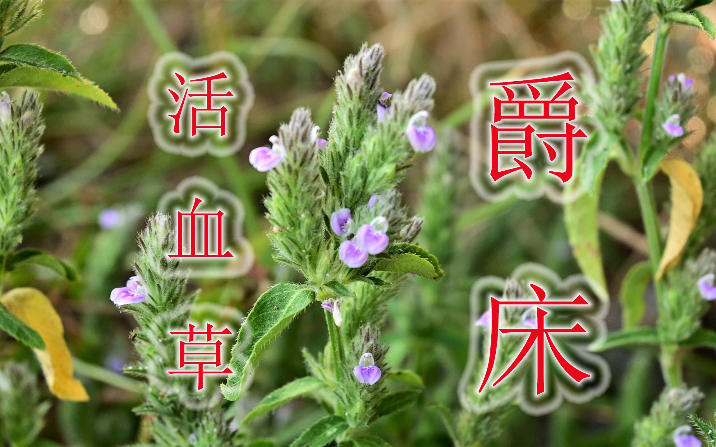 爵床的功效与作用(爵床功效大揭秘,解决失眠难题)