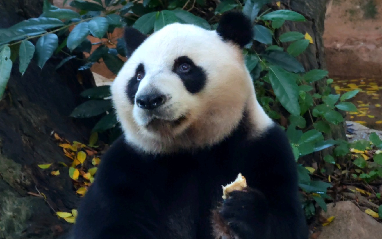 [大熊猫酷酷]捡漏酷酷从来都是很认真的!