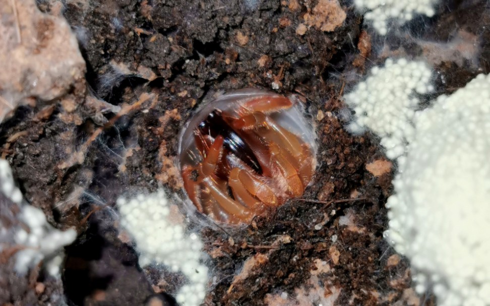 普洱产硬皮地蛛属成员的几次喂食记录