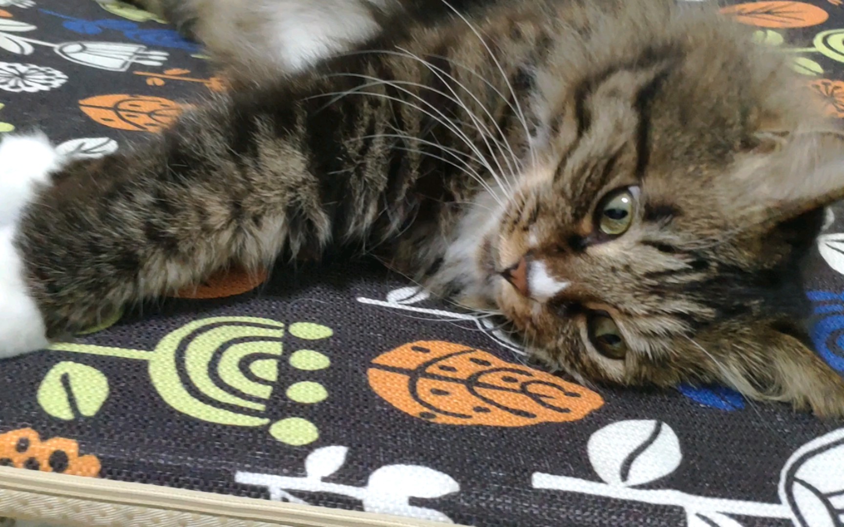 雪饼荣获撒娇十级修猫咪称号