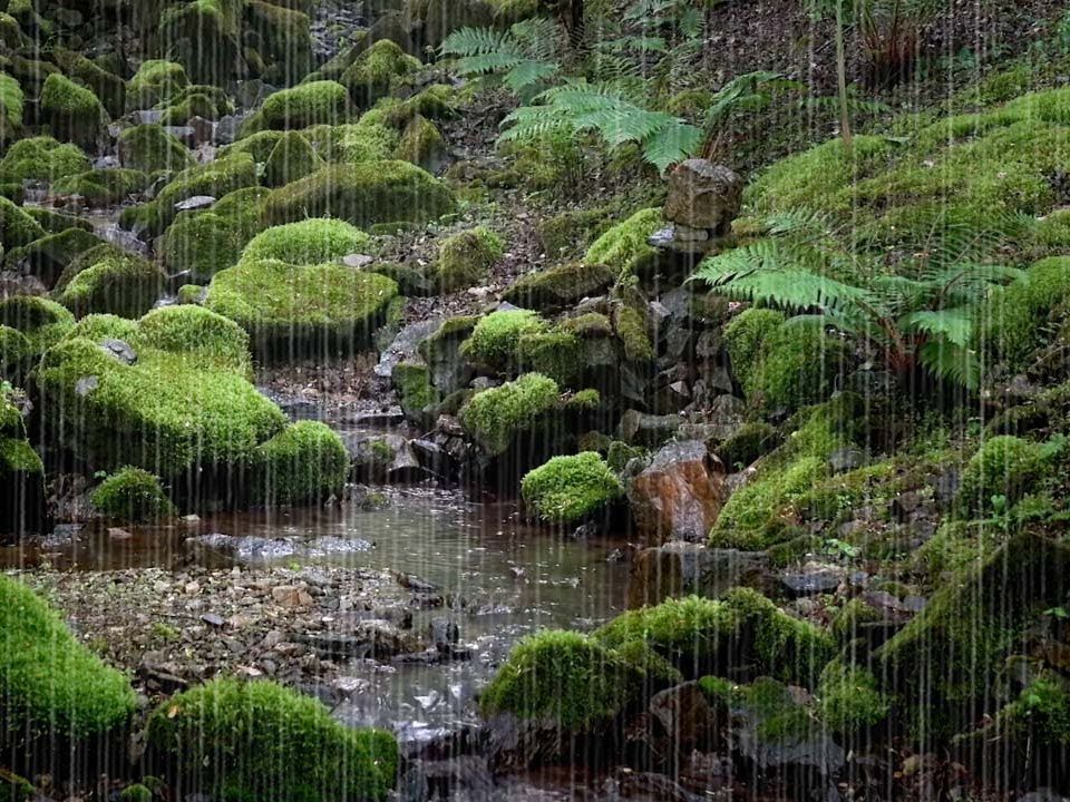 【真实雨声】森林深处自然的水声和雨声哔哩哔哩bilibili