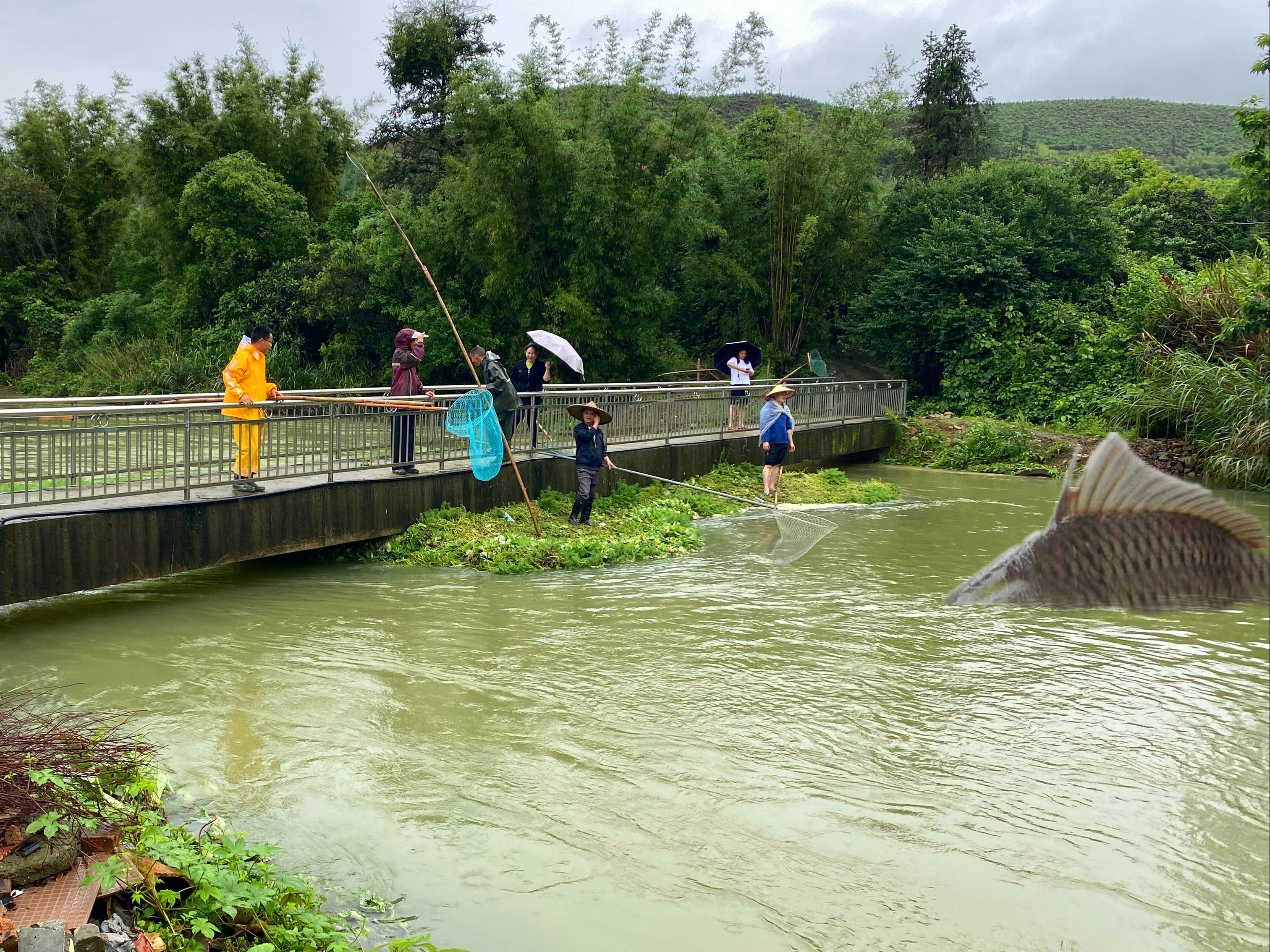 水库冲下几万只大鱼,村民排队站在桥上捞鱼,场面非常壮观哔哩哔哩bilibili