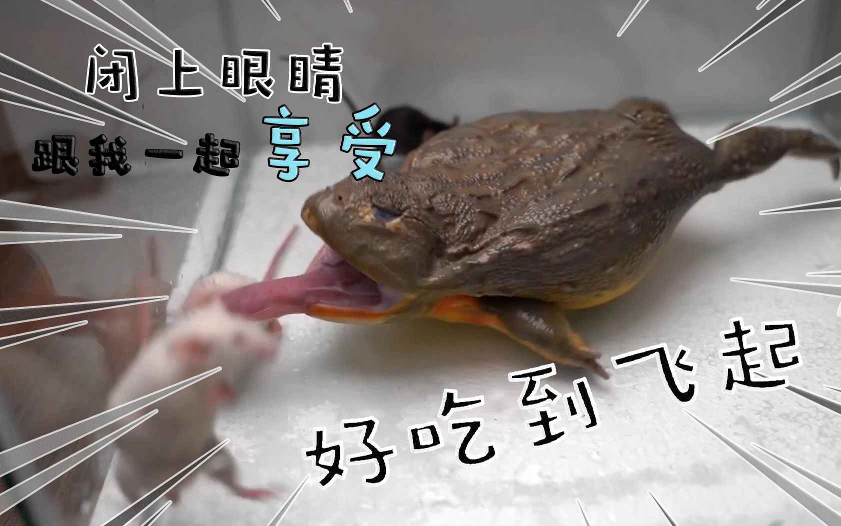 【live feeding】巨大的非洲牛蛙吃成年老鼠