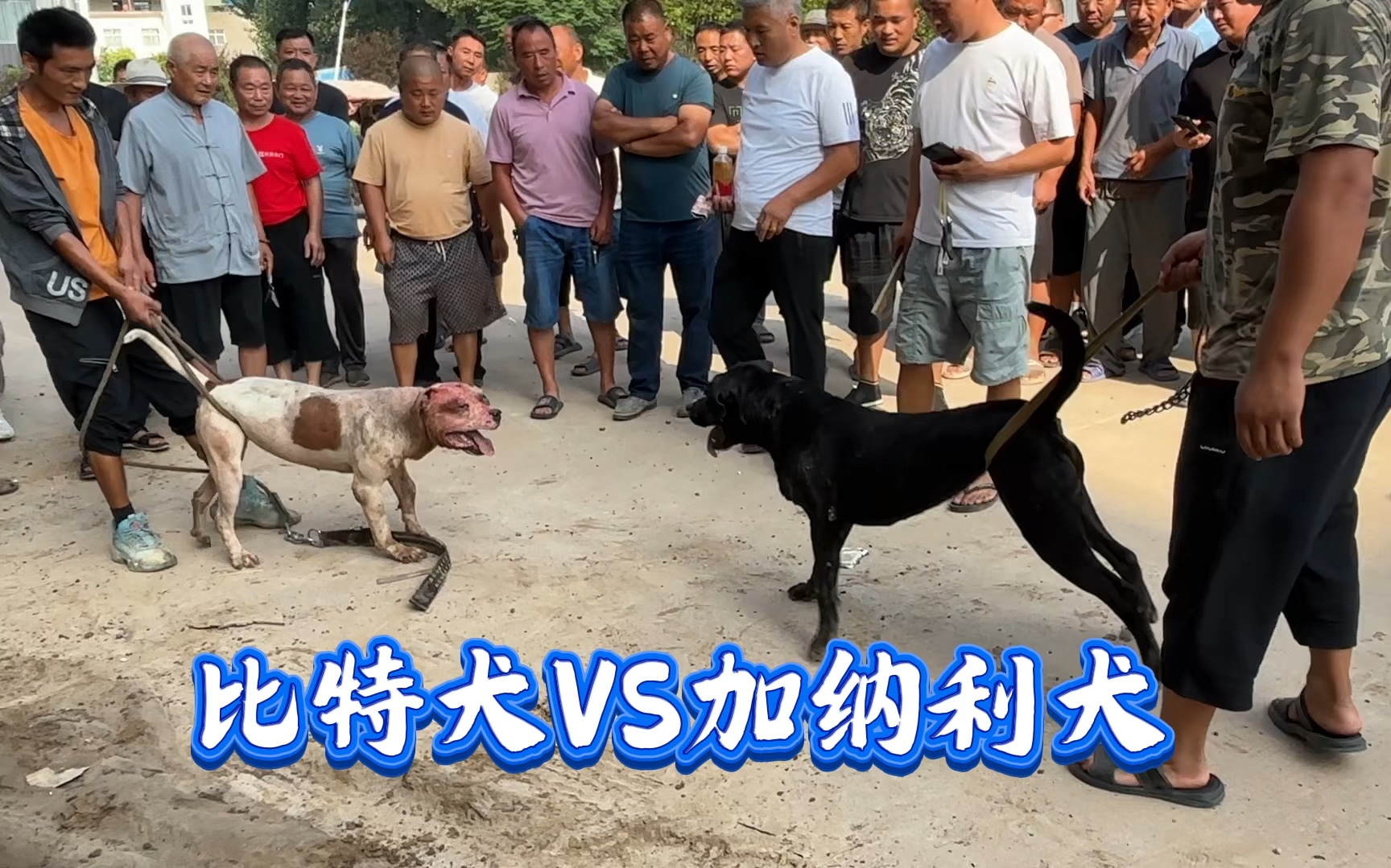 比特犬杀vs基多全集图片