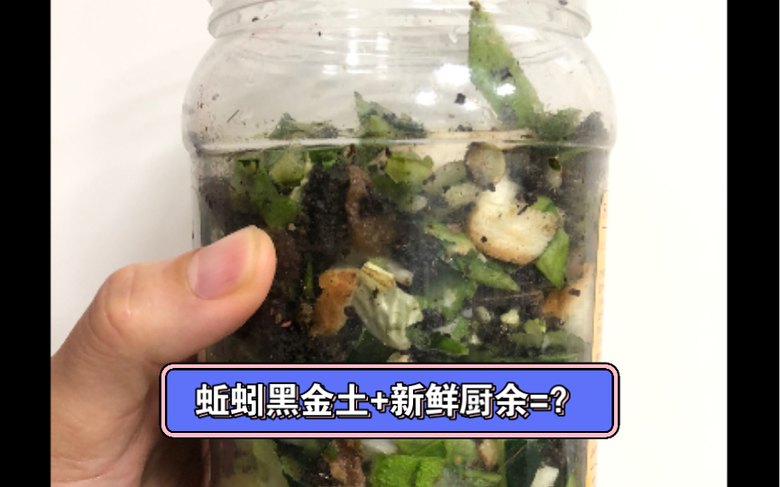 [图]2号塔加蚯蚓床，波卡西桶菌丝没长起来，实验蚯蚓粪堆肥法。