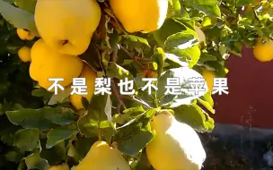 Download Video: 不是梨也不是苹果，古老而神奇的榅桲是怎样一种水果！