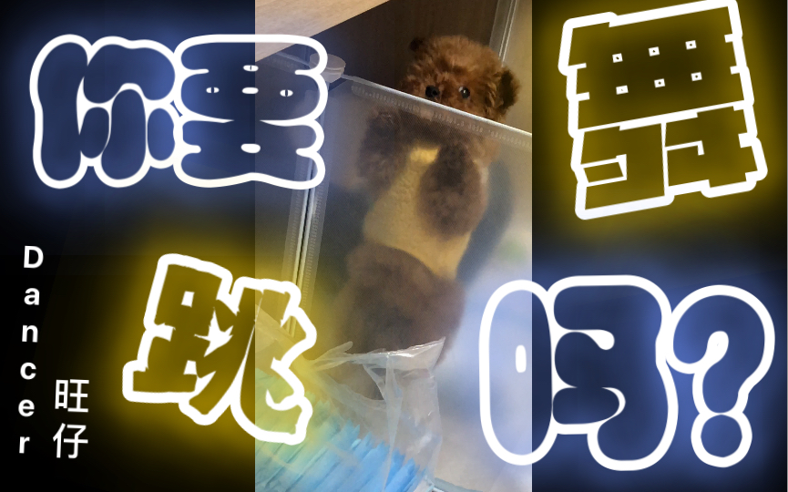 泰迪蹦迪|你要跳舞吗_哔哩哔哩_bilibili