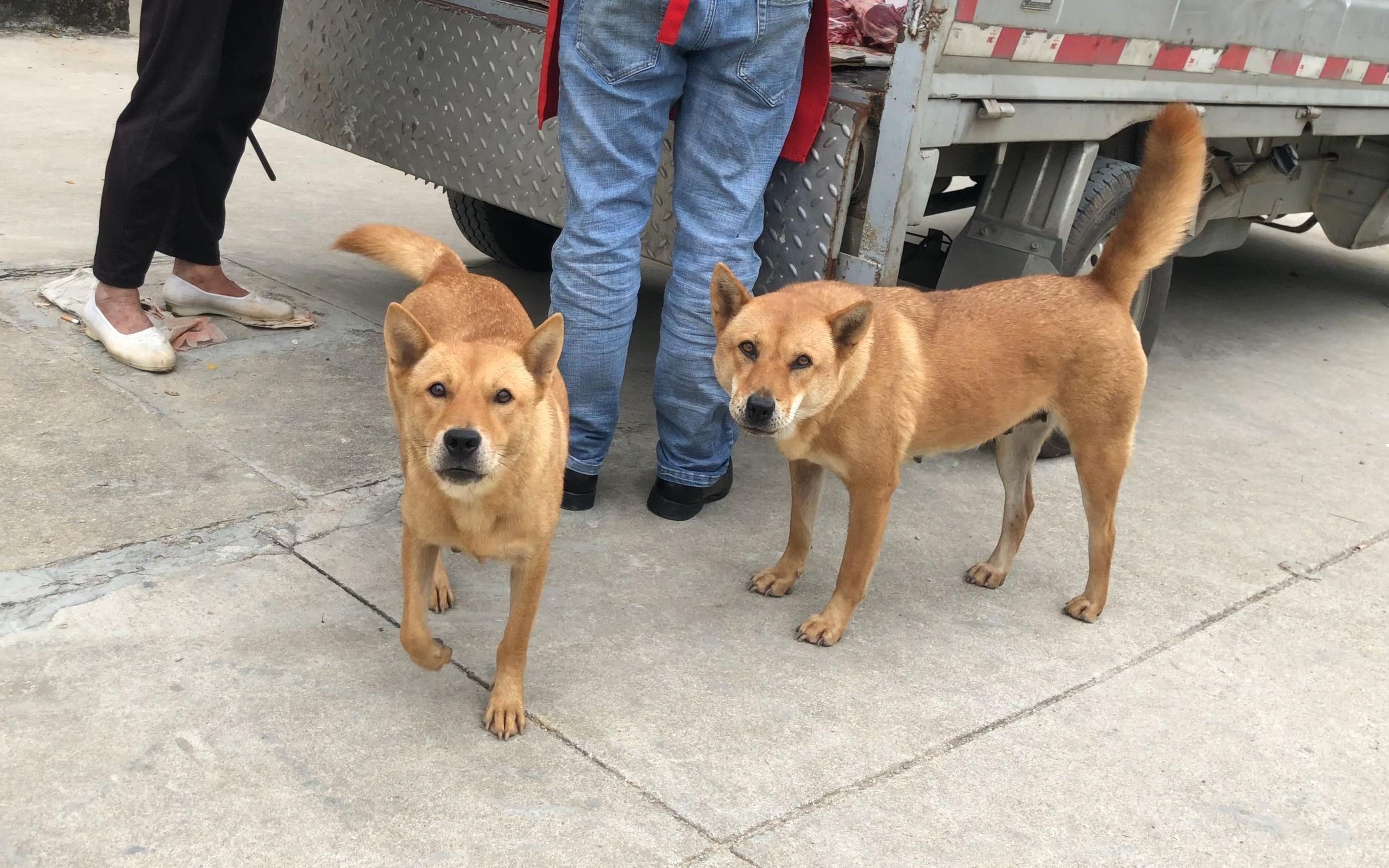 狗王为找对象串门几公里,大黄姐妹花为吃等半天,农村的狗特别闲