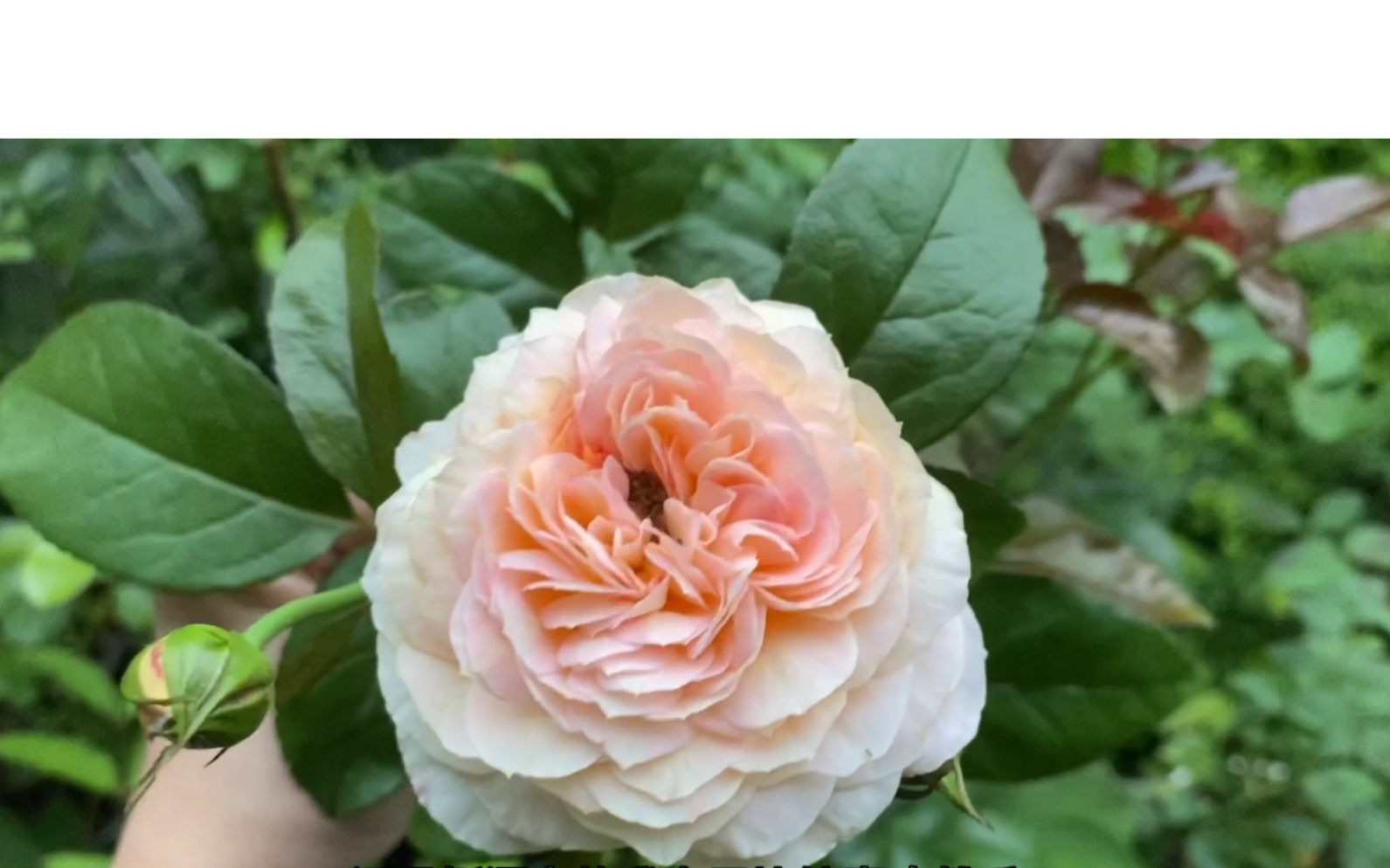 今夏俘获我心的戴尔巴德莫利纳尔玫瑰香橙黄金城堡种植记录