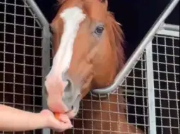 Télécharger la video: 【24.8.4】高尚骏逸，小帽好可爱！