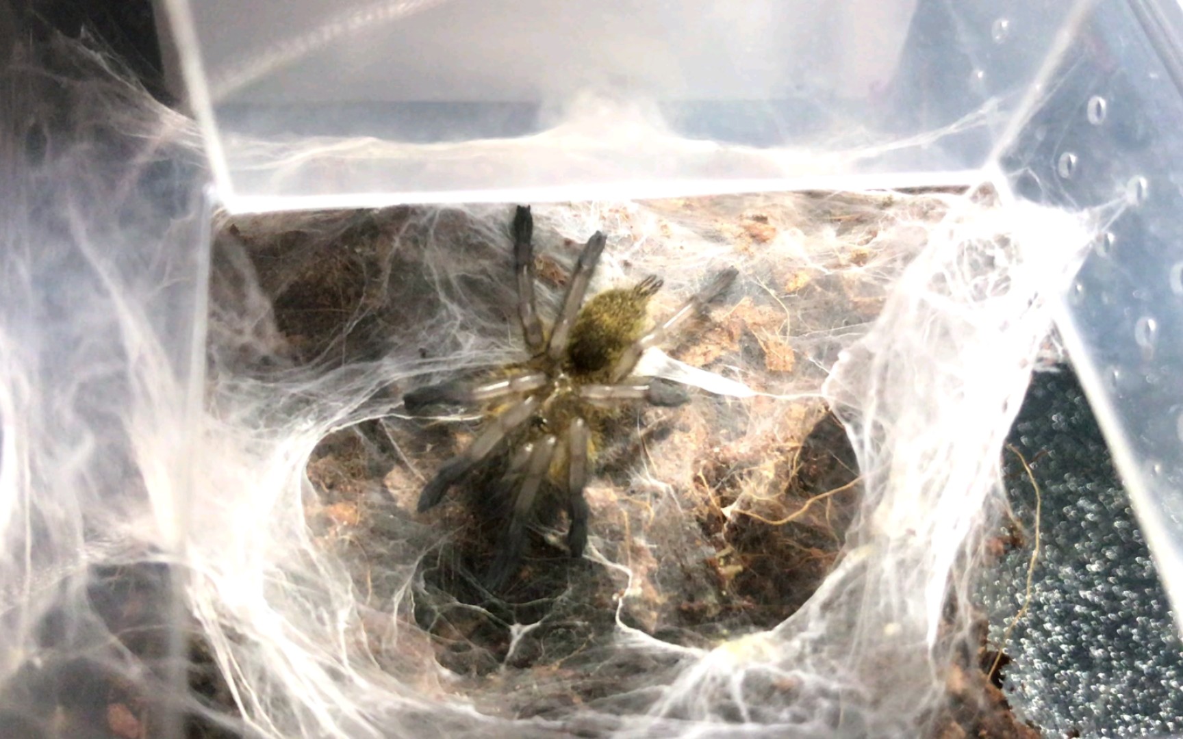 蜕完皮的南非蓝腿巴布hp