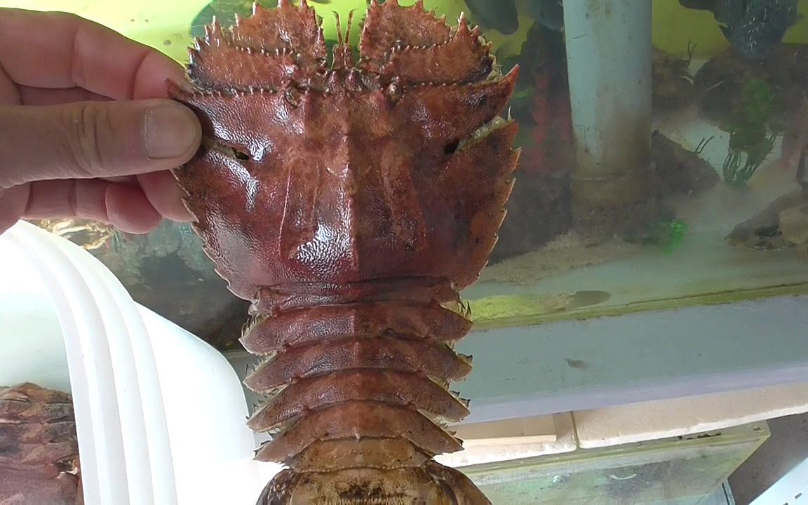 特异海姑虾图片