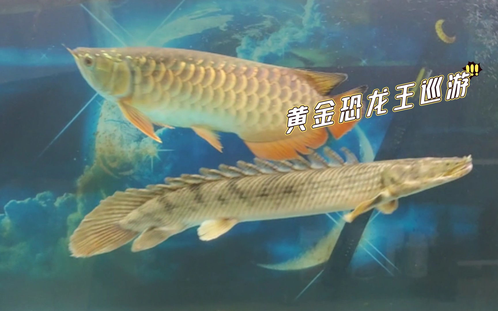 黄金恐龙王这是条向往蓝天的恐龙鱼指创飞鱼缸盖蹦出来