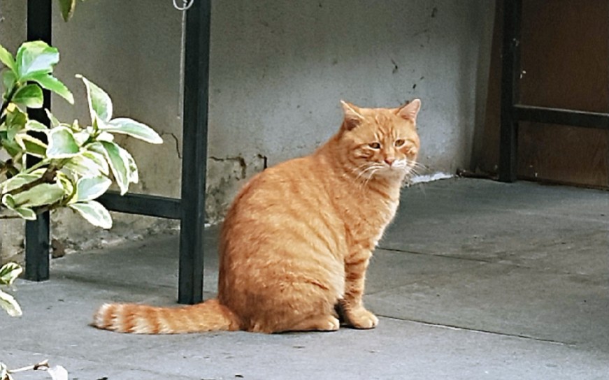 【南大的猫】一脸委屈的怂货大肥橘猫