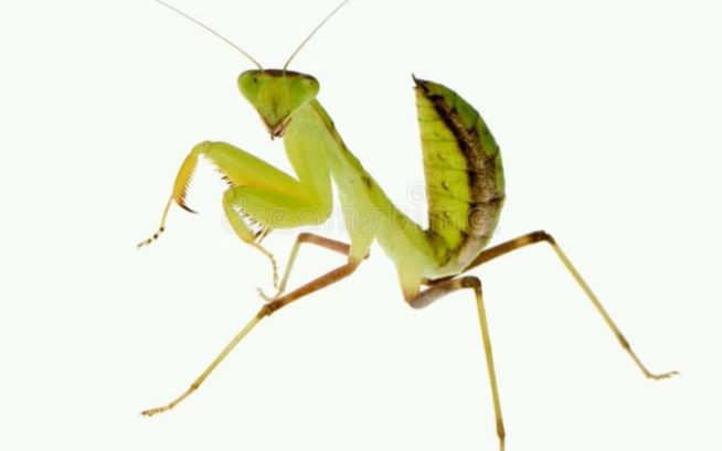 线纹巨螳sl捕食杜比亚