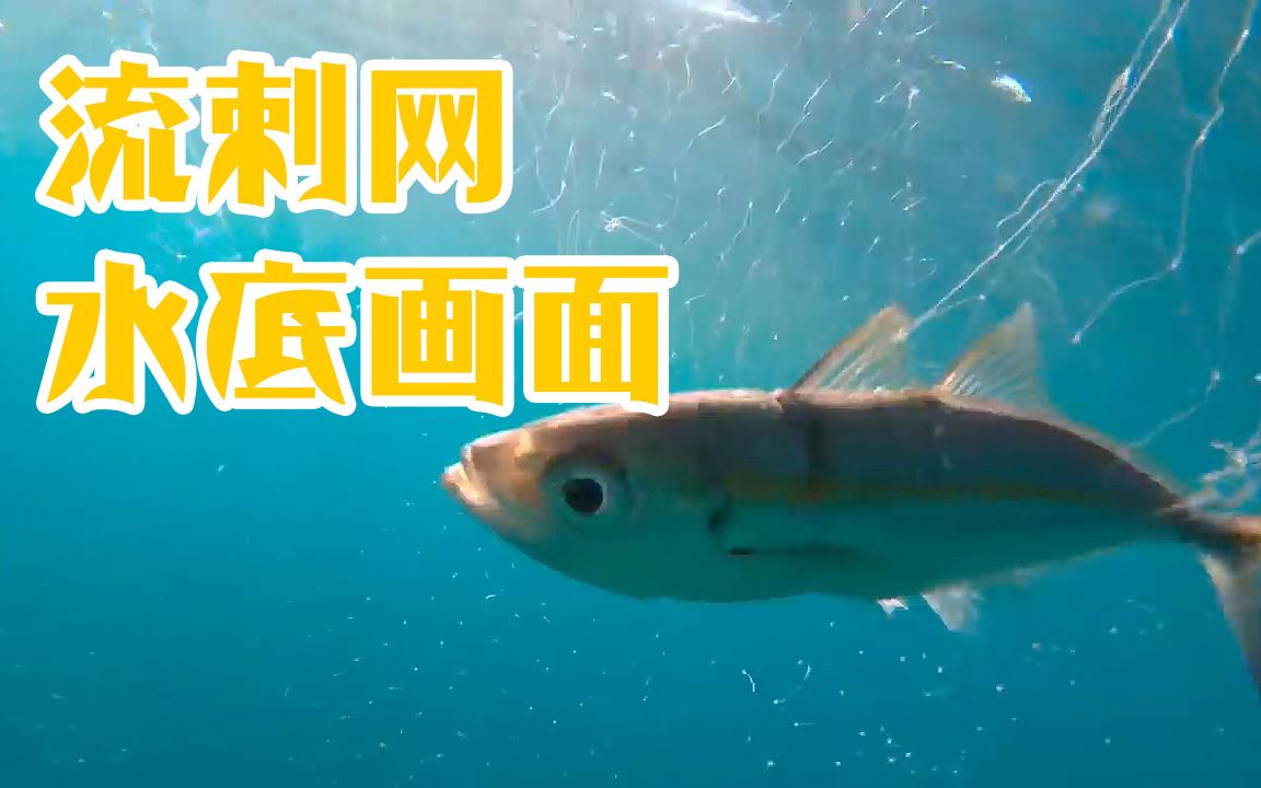 流刺网海底画面,鱼群被透明网缠住了!哔哩哔哩bilibili