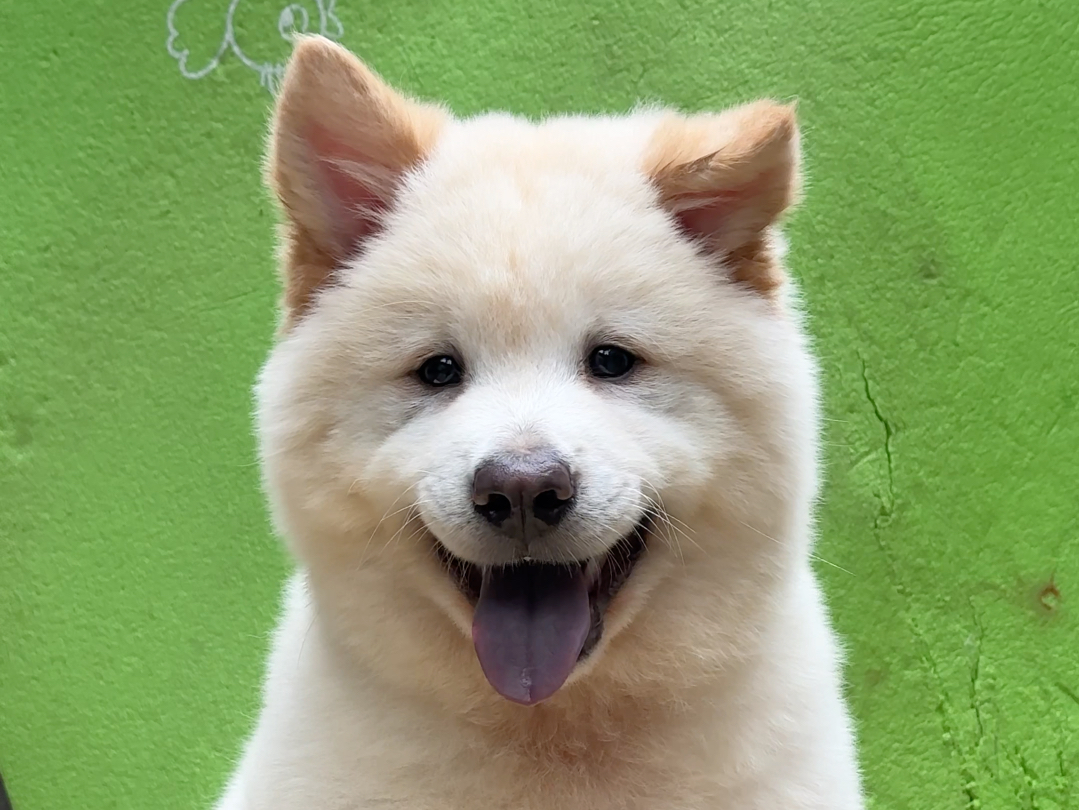 微笑天使白土松小弟弟,这笑容温暖纯真,太治愈了!