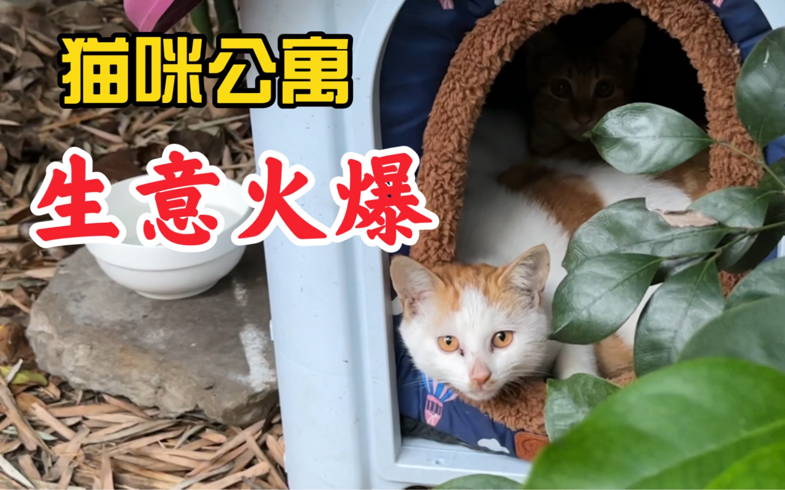 [图]猫咪公寓 生意火爆