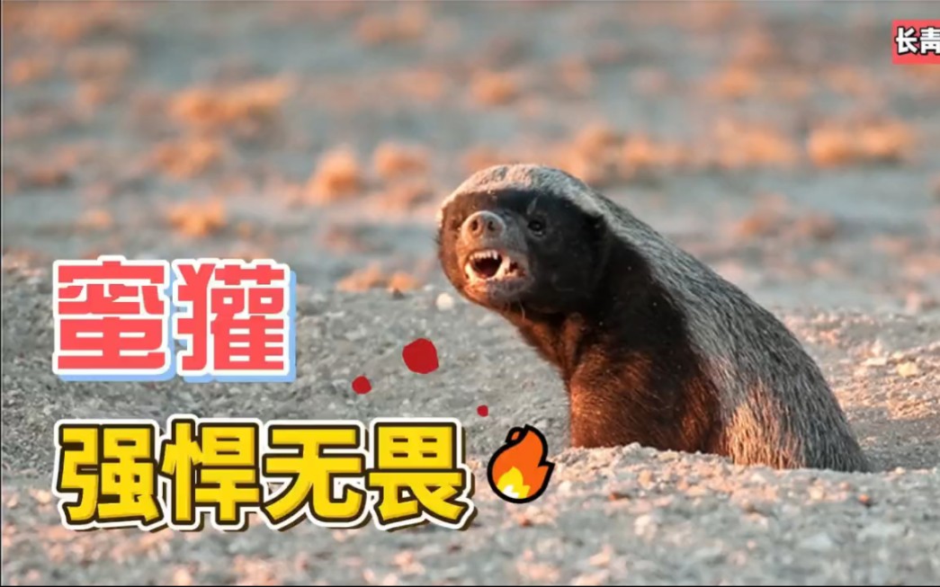 蜜獾为何无所畏惧?它们究竟有着怎样的强悍作战力