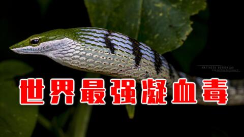 虎蛇-哔哩哔哩_Bilibili