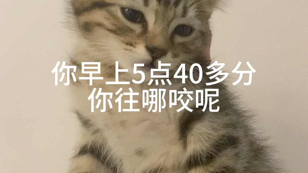 男不养猫,女不养狗是有点子道理的哔哩哔哩bilibili