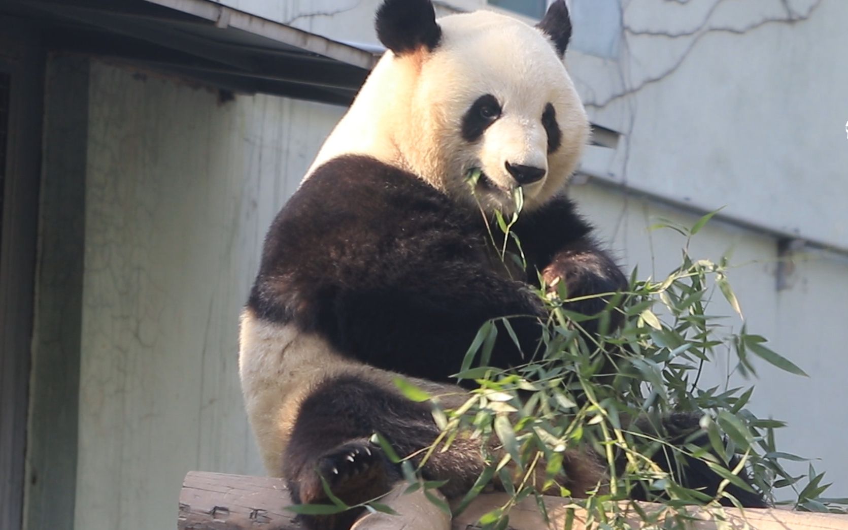 大熊猫萌兰 看着看着就饿了5-吃饱就睡_哔哩哔哩_bilibili