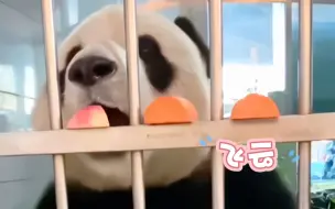 Tải video: 可爱宝贝 飞云萌妹🐼