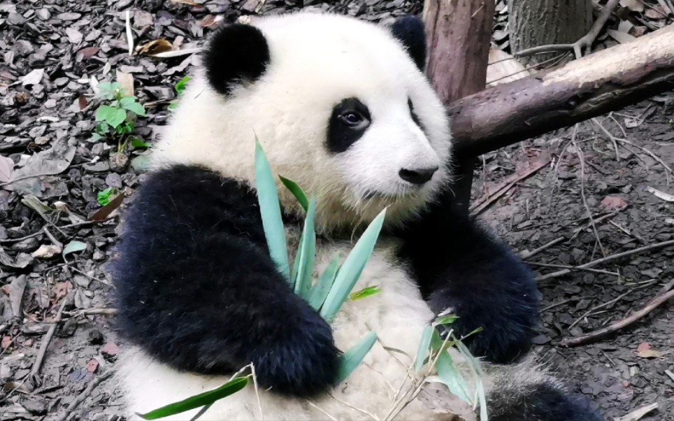 动物的花衣裳熊猫图片
