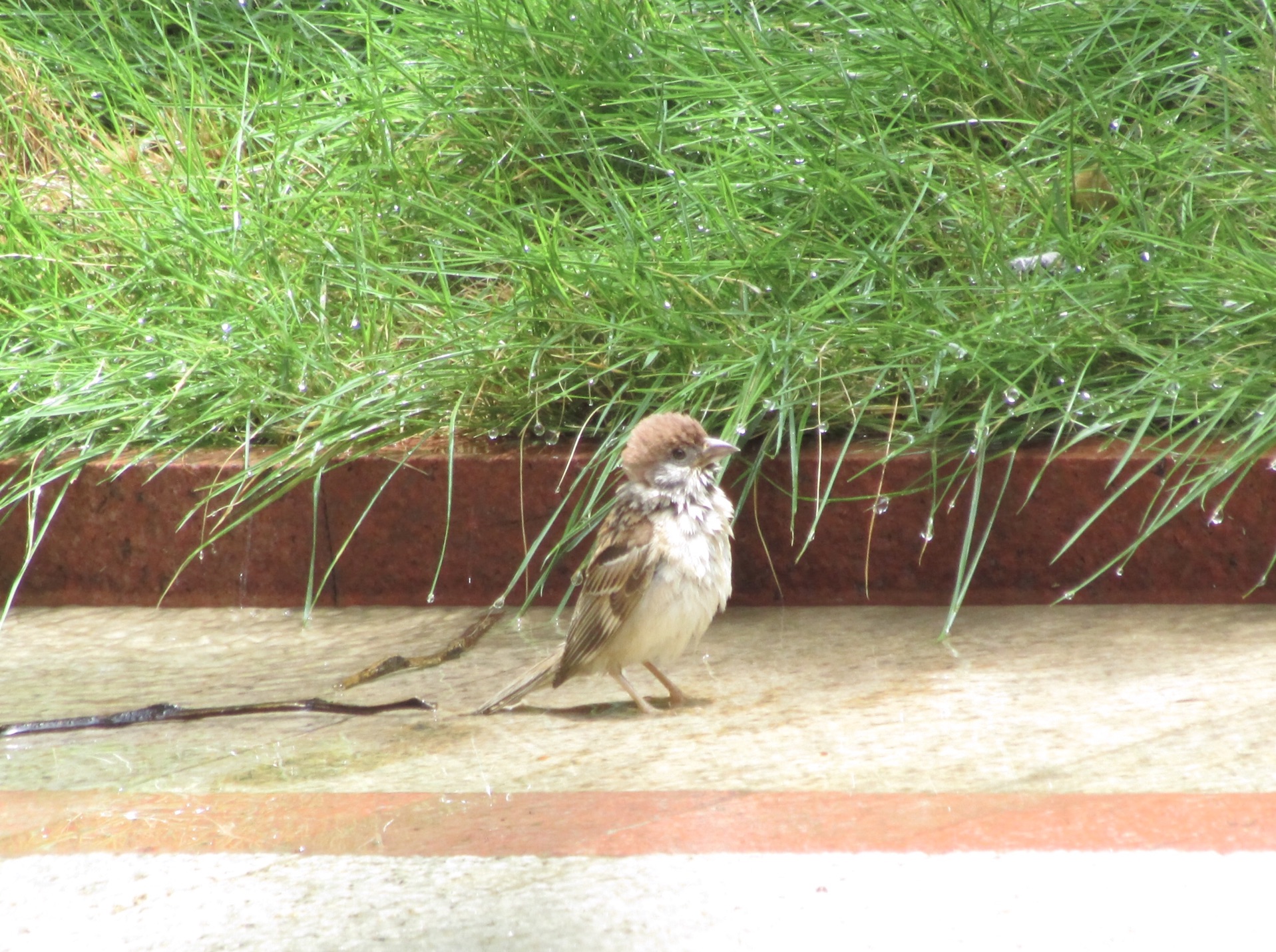 以防你没见过麻雀洗澡